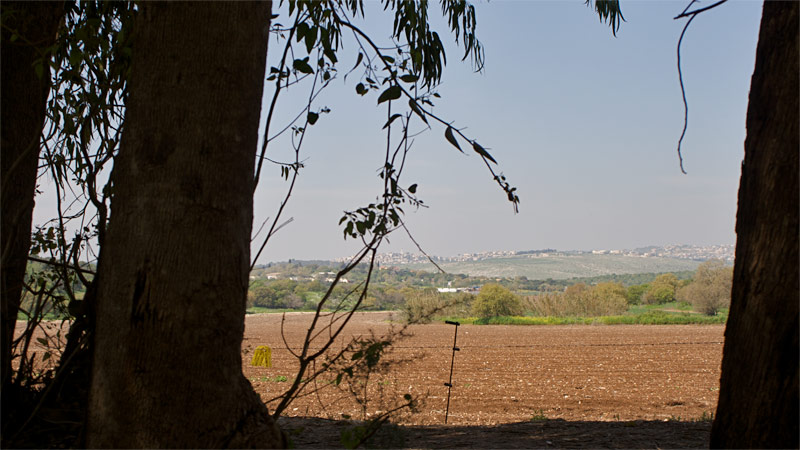 zipory wood, lower galilee, israel (19. März 2011)