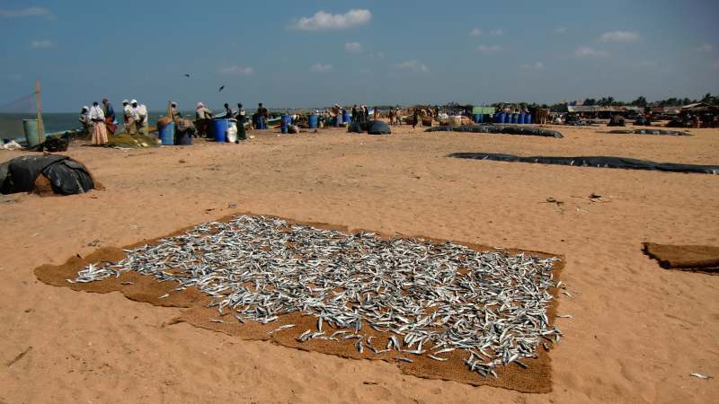 Fischmarkt in Negombo, Sri Lanka (16. Januar 2012)