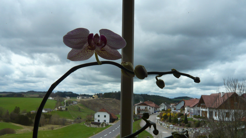 Gutau, Upper Austria, Austria (22. April 2012)