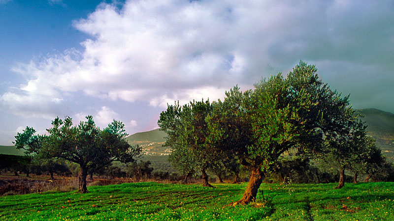 Kibbutz Moran-Israel (15. November 2012)
