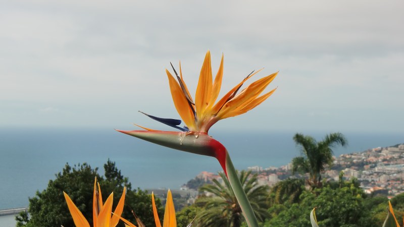 Funchal, Madeira, Portugal (17. Februar 2013)