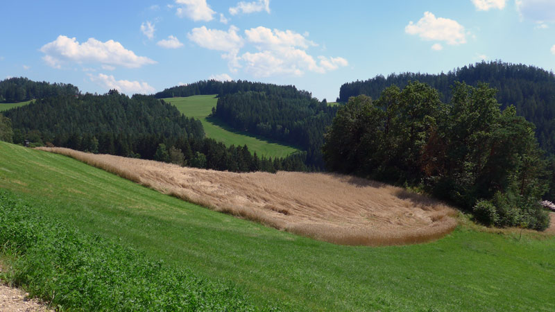 4274 Schönau im Mühlkreis ( 7. August 2020)
