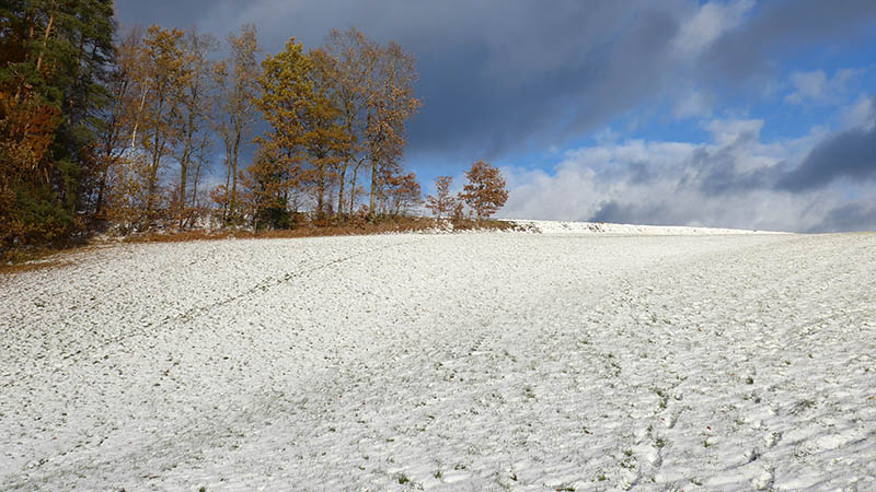 4293 Gutau, Österreich (26. November 2023)