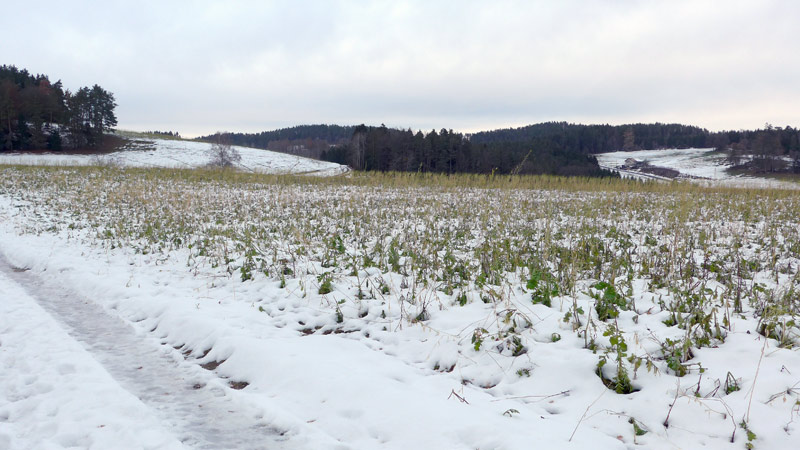 4293 Gutau, Österreich (12. Dezember 2023)