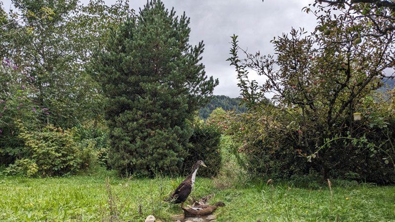 A-4645 Grünau im Almtal (19. August 2024)