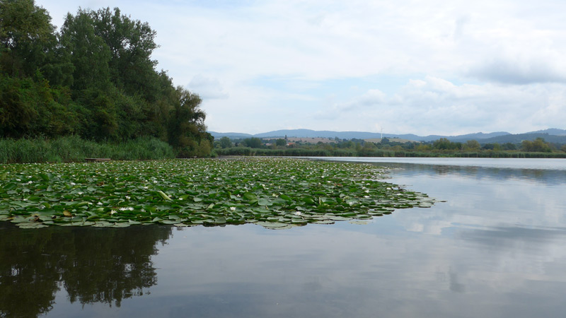 98597 Breitungen/Werra, Deutschland ( 8. August 2024)